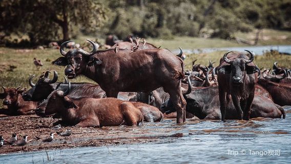 Parco nazionale dei Monti Rwenzori
