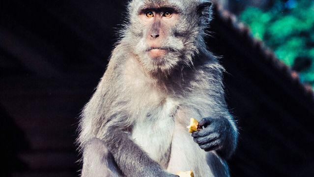 Monkey Viewing in Bali