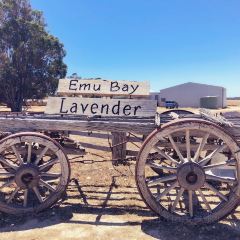 Emu Bay Lavender 여행 사진