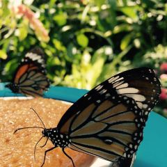 白山市 石川県ふれあい昆虫館 評判 案内 トリップドットコム 白山市 石川県ふれあい昆虫館 評判 案内 トリップドットコム