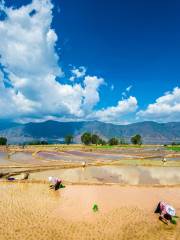 Chenghai Wetland