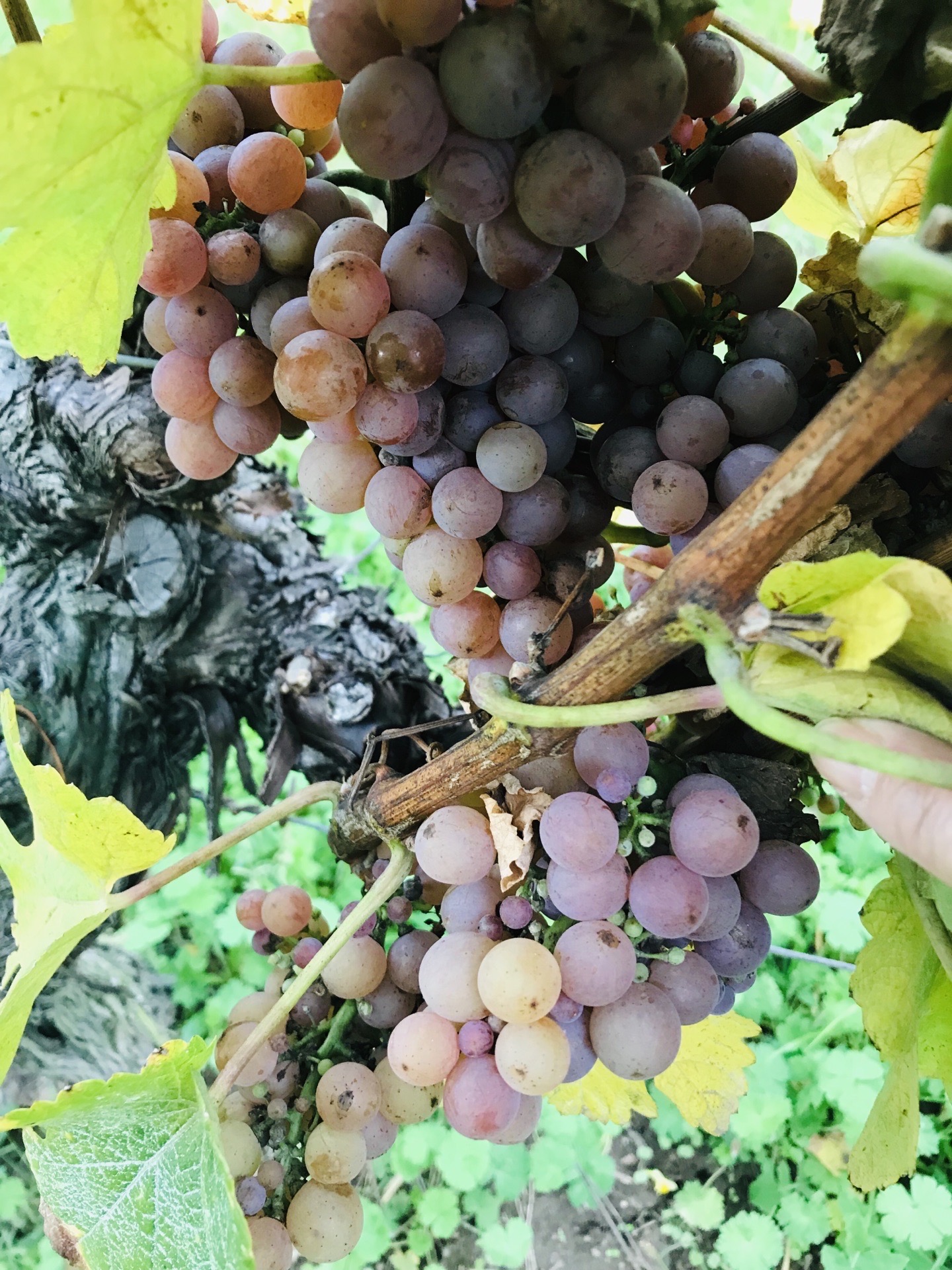 Domaine Joseph Gruss Son Fine Wines Of Alsace Domaine Joseph Gruss & Son (Fine Wines of Alsace) attraction reviews - Domaine  Joseph Gruss & Son (Fine Wines of Alsace) tickets - Domaine Joseph Gruss &  Son (Fine Wines of Alsace)