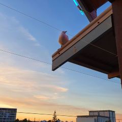 Cicerello's Mandurah User Photo