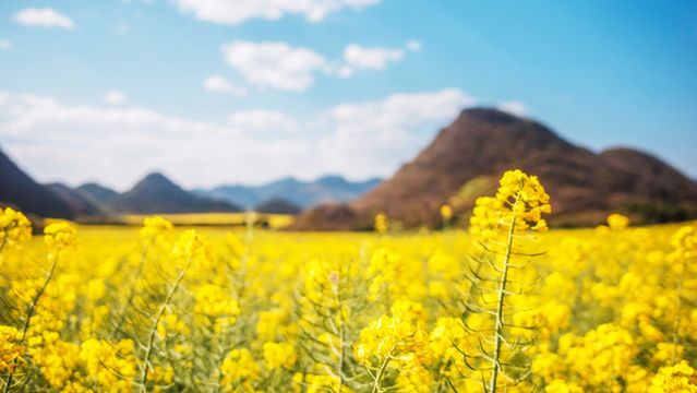 Rapeseed Flower Viewing in Qujing