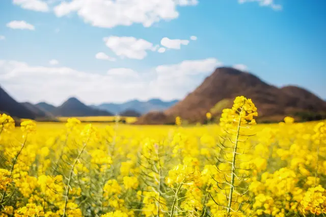 Rapeseed Flowers Viewing in Qujing