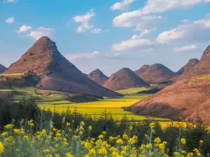 Luoping Canola Flower Ocean