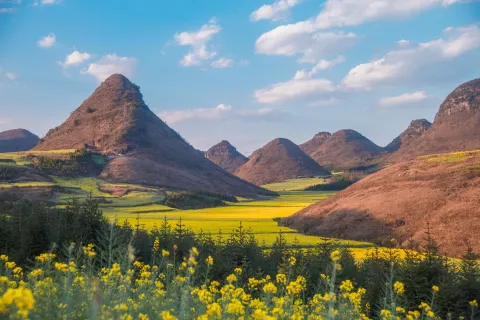 Luoping Canola Flower Ocean