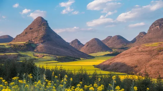 Luoping Canola Flower Ocean