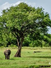 Kaudulla National Park