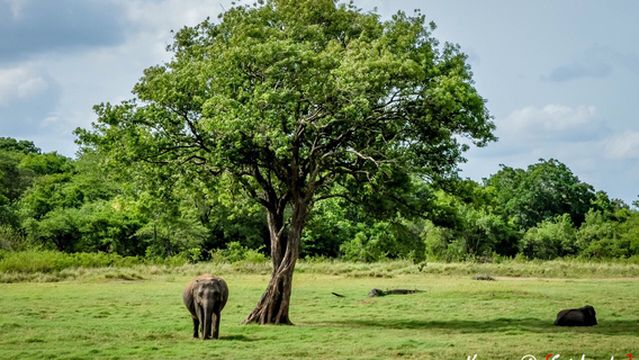 Kaudulla National Park