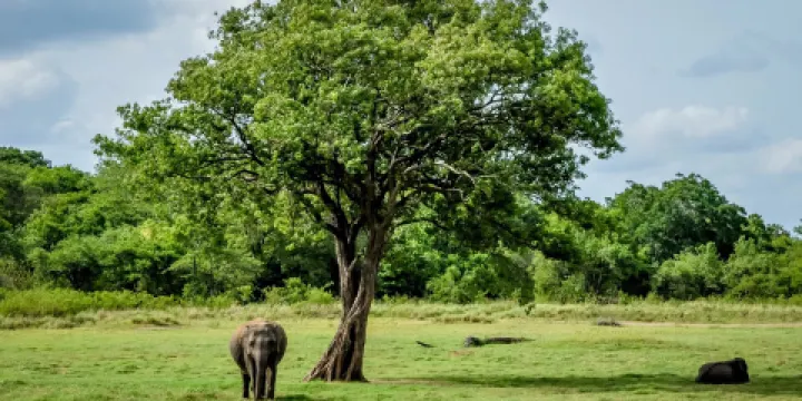 Kaudulla National Park
