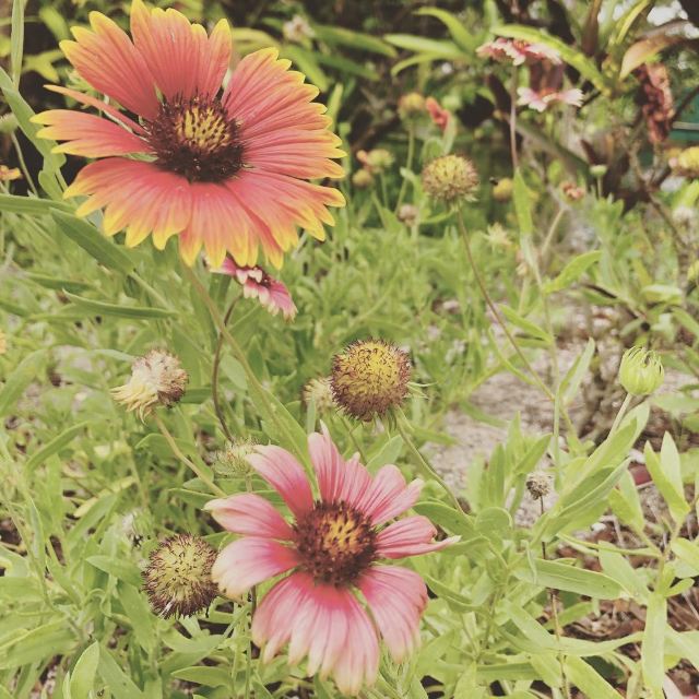 Garden of the Groves