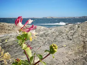 Marstrand