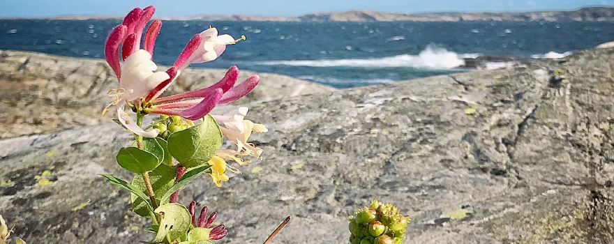 Marstrand