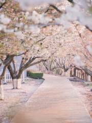 Lv Shun Sakura Garden