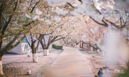 Lv Shun Sakura Garden