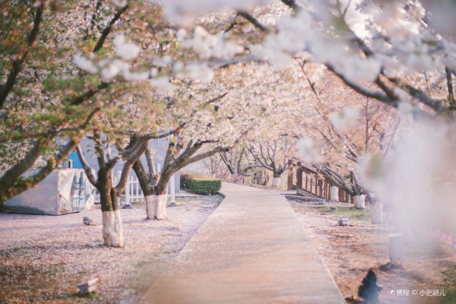 旅順櫻花園