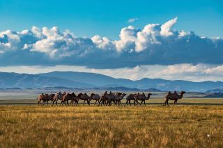 사막과 드넓은 들판, 그 사이사이에 있는 호수까지. 
대자연 속 낙타와 소, 양들이 뛰어노는 풍경을 바라보고 있으면
모든 근심이 사라지는 마법을 느낄 수 있어요!
핸드폰마저 잘 터지지 않아 외려 지친 현대인들에게 추천하고 싶은 몽골!
대자연 속에서 힐링하고 싶다면 몽골로 가요!!!