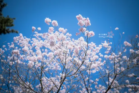 Kotohiragu