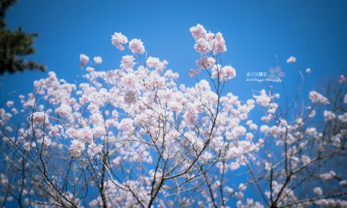 Kotohiragu
