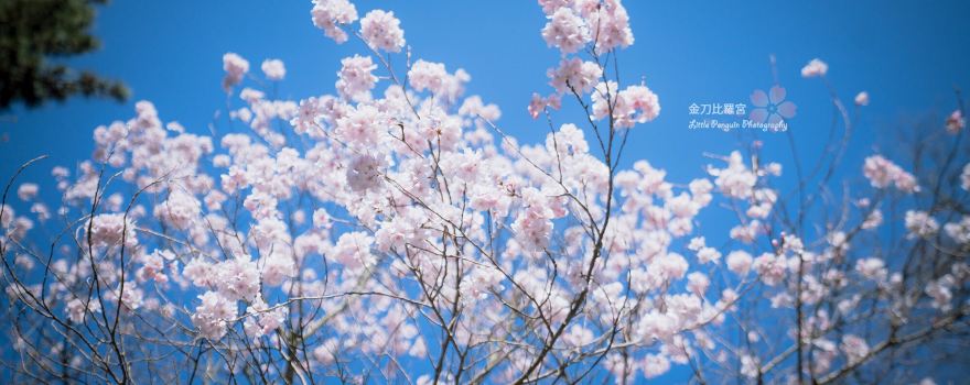 Kotohiragu