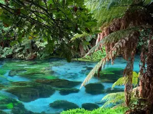 Blue Spring / Te Waihou Walkway