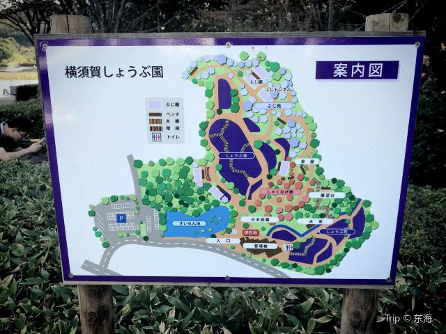 橫須賀市立しょうぶ園