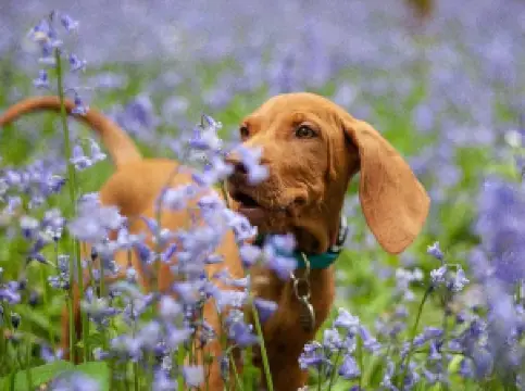 Popular Spring Outings in Devon