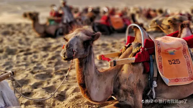 Camel Riding in Dunhuang