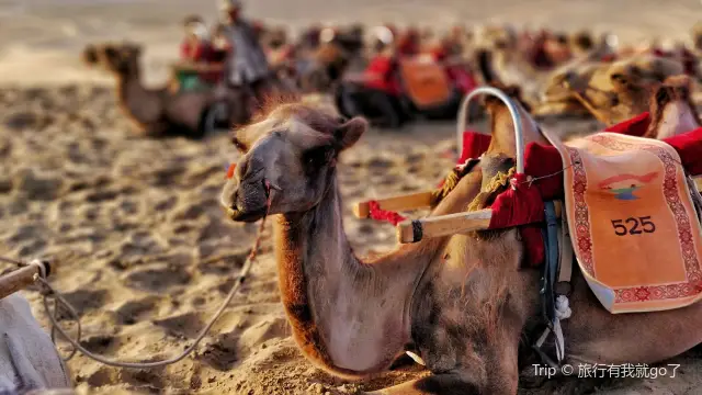 Dunhuang Camel Riding