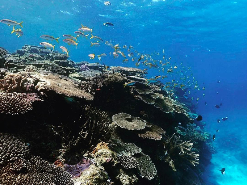 Aloha Divers Okinawa（嘉手納町）の旅行レビュー｜Trip.comトラベルガイド