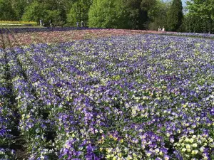 とっとり花回廊