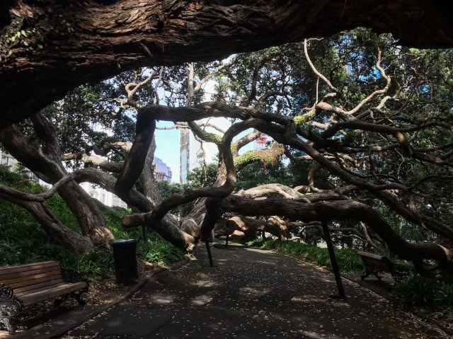 Emily Place Reserve