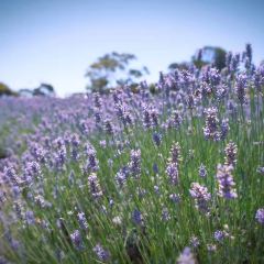 Emu Bay Lavender張用戶圖片