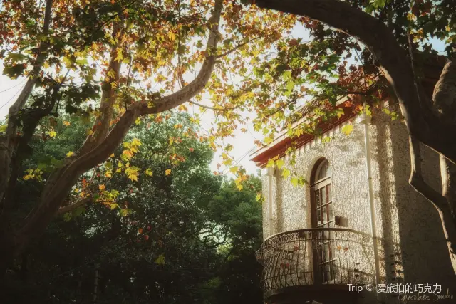 Chinese Parasol Tree Viewing in Shanghai