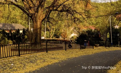 Yucun Scenic Area, Mogan Mountain