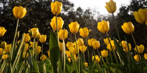 國際慢城太寺埡森林公園