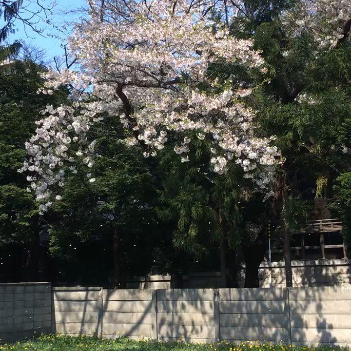 琴似神社旅遊攻略指南 琴似神社評論 琴似神社附近推薦 Trip Com