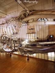 พิพิธภัณฑ์สมุทรศาสตร์แห่งโมนาโก