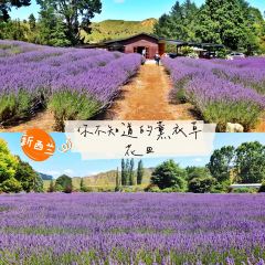 Lauren's Lavender Farm張用戶圖片
