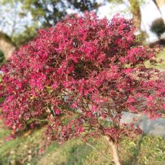 白露塘粮站杀猪粉 User Photo