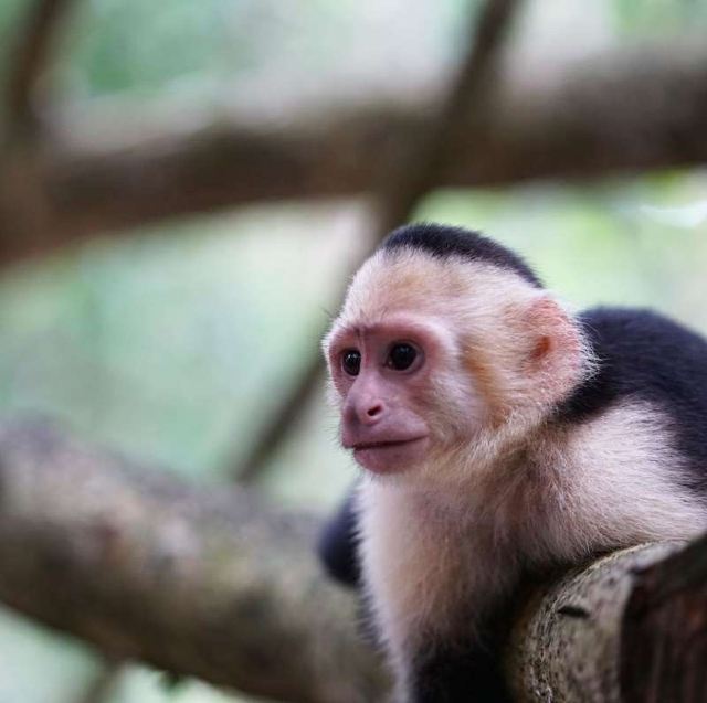 Manuel Antonio National Park
