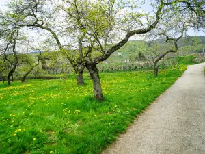 Popular Spring Outings in Krems-Land District