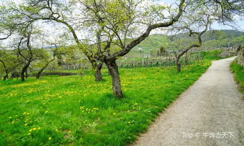 Wachau