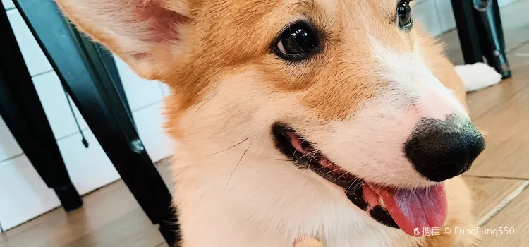 Corgi Cafe