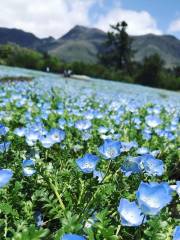 Kuju Flower Park