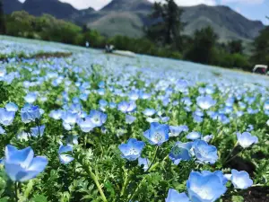 Kuju Flower Park