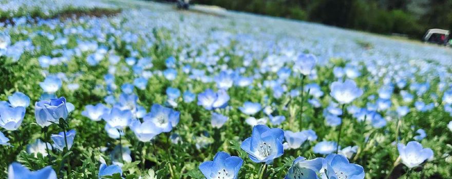 Kuju Flower Park