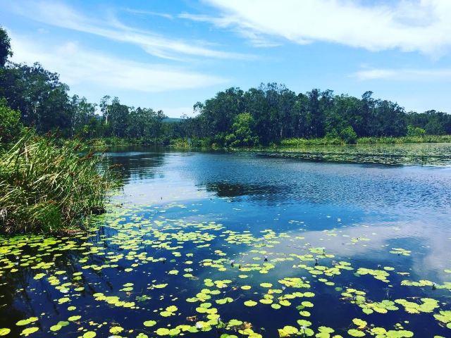 Everglades