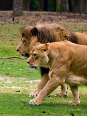 貝克塞·貝爾亨野生動物園